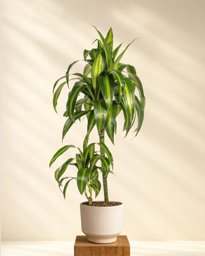 Drachenbaum Dracaena Deremensis Hawaiian Sunshine