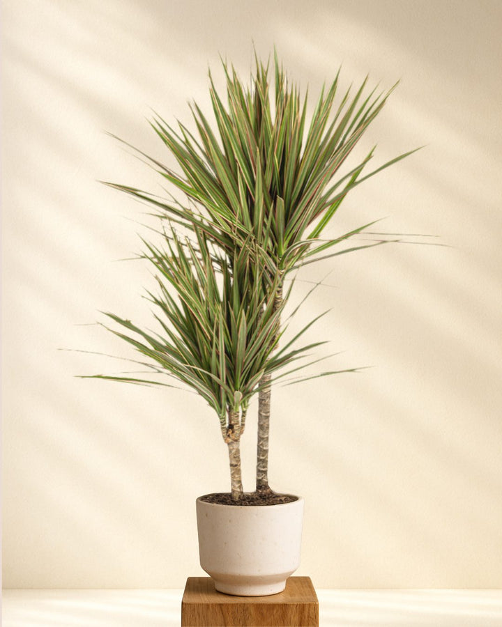 Drachenbaum Dracaena Marginata Bicolor