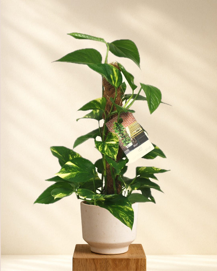 Efeutute am Moosstab (Epipremnum Aureum)