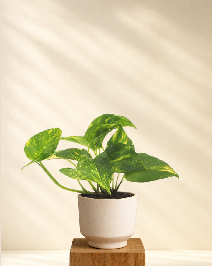 Efeutute (Epipremnum Aureum)