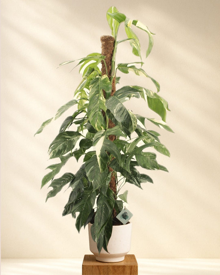 Epipremnum Pinnatum Albo Variegata