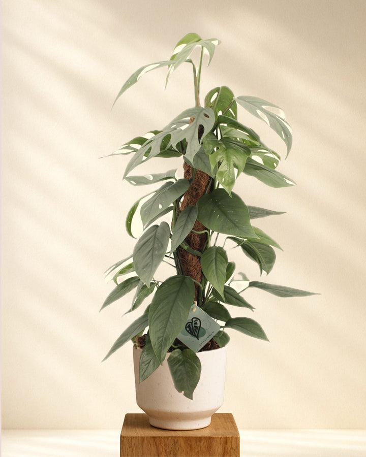 Epipremnum Pinnatum Cebu Blue