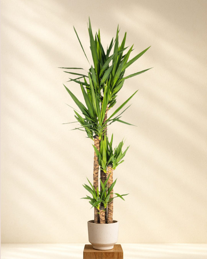 Große Yucca Palme