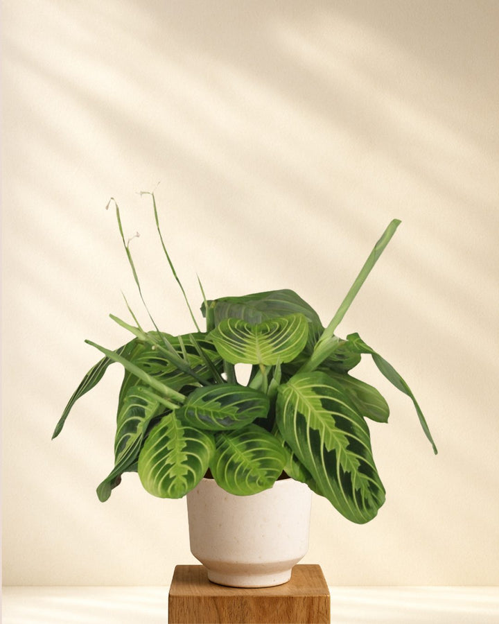 Maranta Lemon Lime (Gebetspflanze)