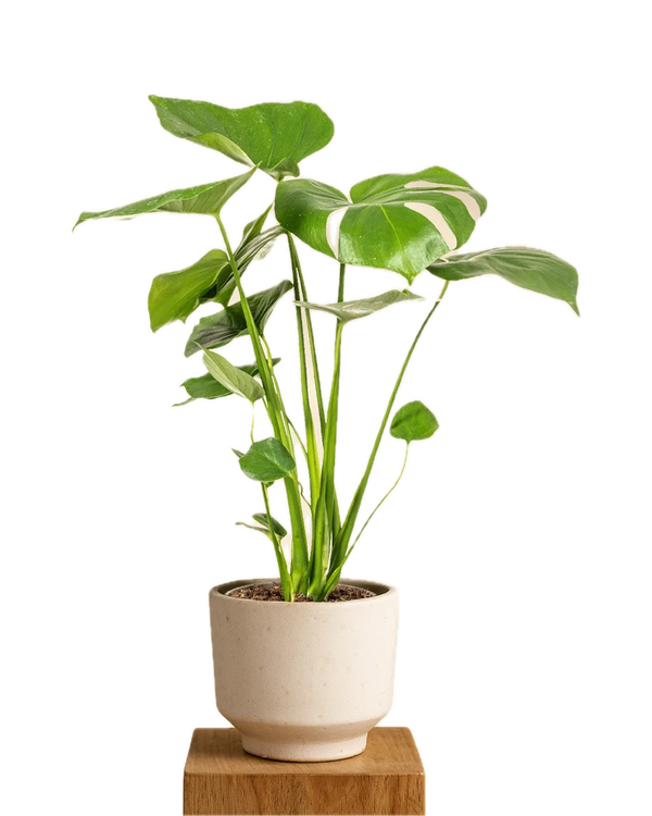 Monstera Deliciosa