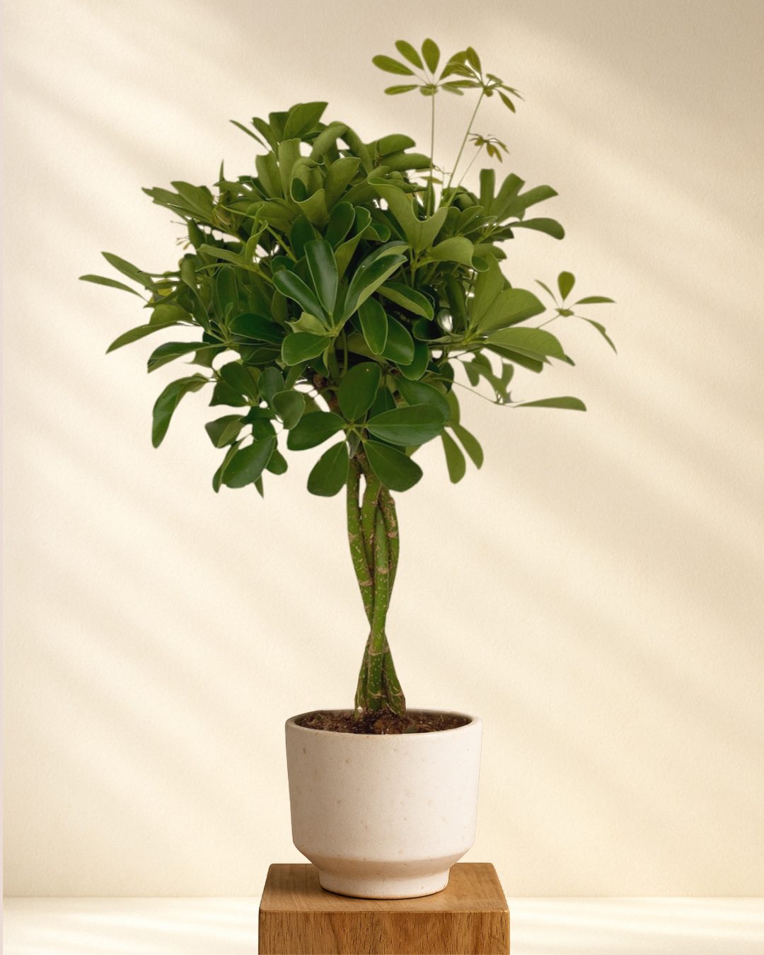 Schefflera Compacta mit geflochtenem Stamm im hellen Topf
